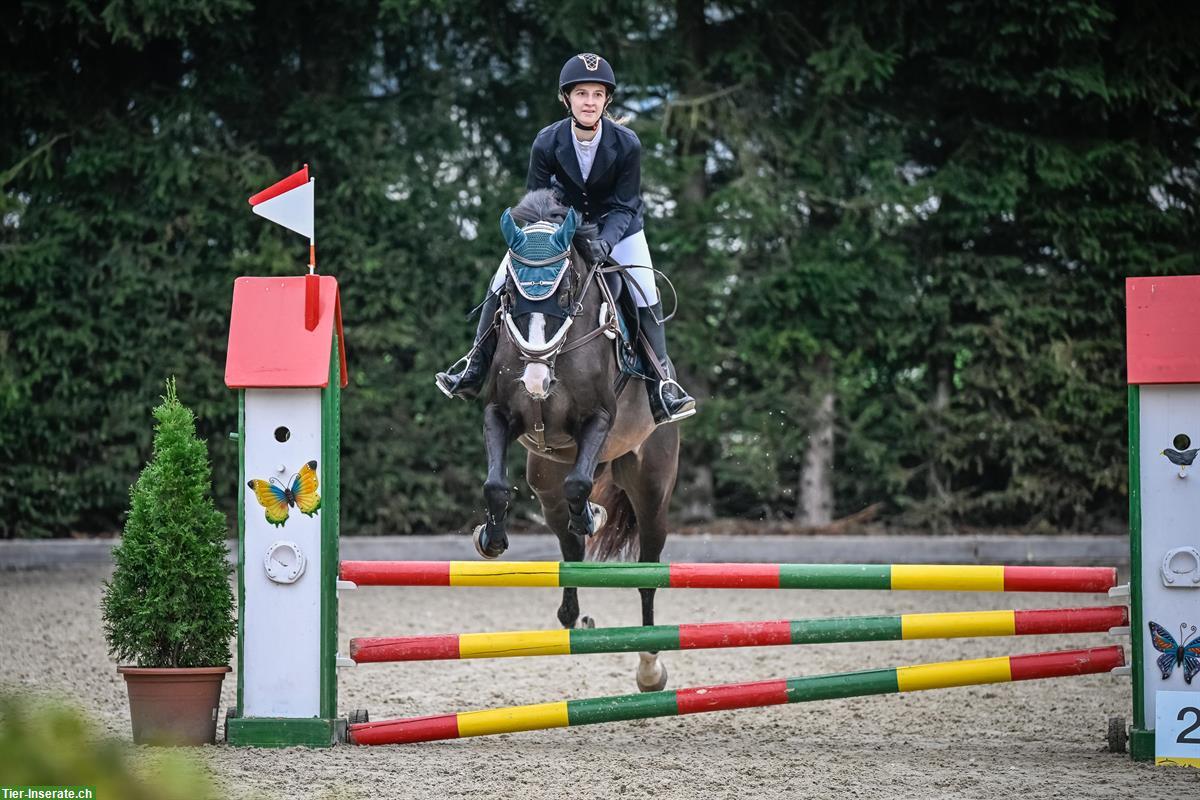 Bild 7: 12-jähriger Schweizer Warmblut Wallach zu verkaufen