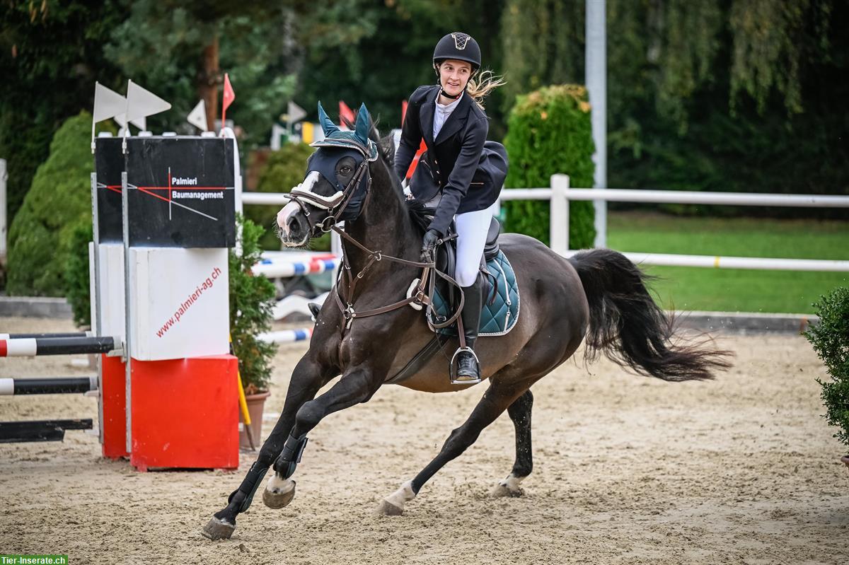 Bild 8: 12-jähriger Schweizer Warmblut Wallach zu verkaufen