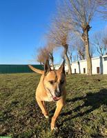 Mischlingshündin mit Listenhund Anteil sucht ihre Menschen