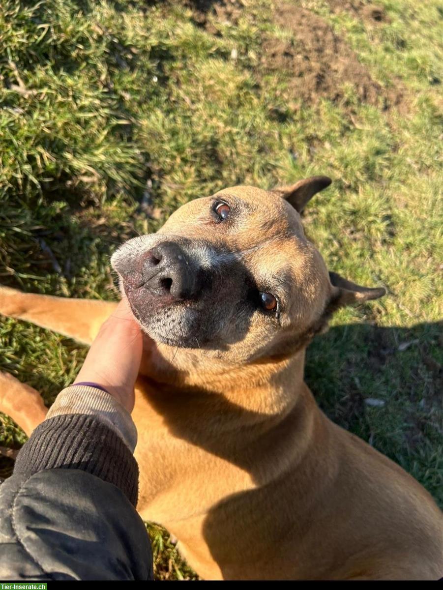 Bild 3: Mischlingshündin mit Listenhund Anteil sucht ihre Menschen