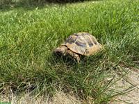 Griechische Landschildkröte, männlich, 12-jährig abzugeben