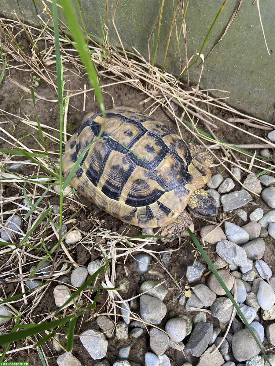 Bild 2: Griechische Landschildkröte, männlich, 12-jährig abzugeben