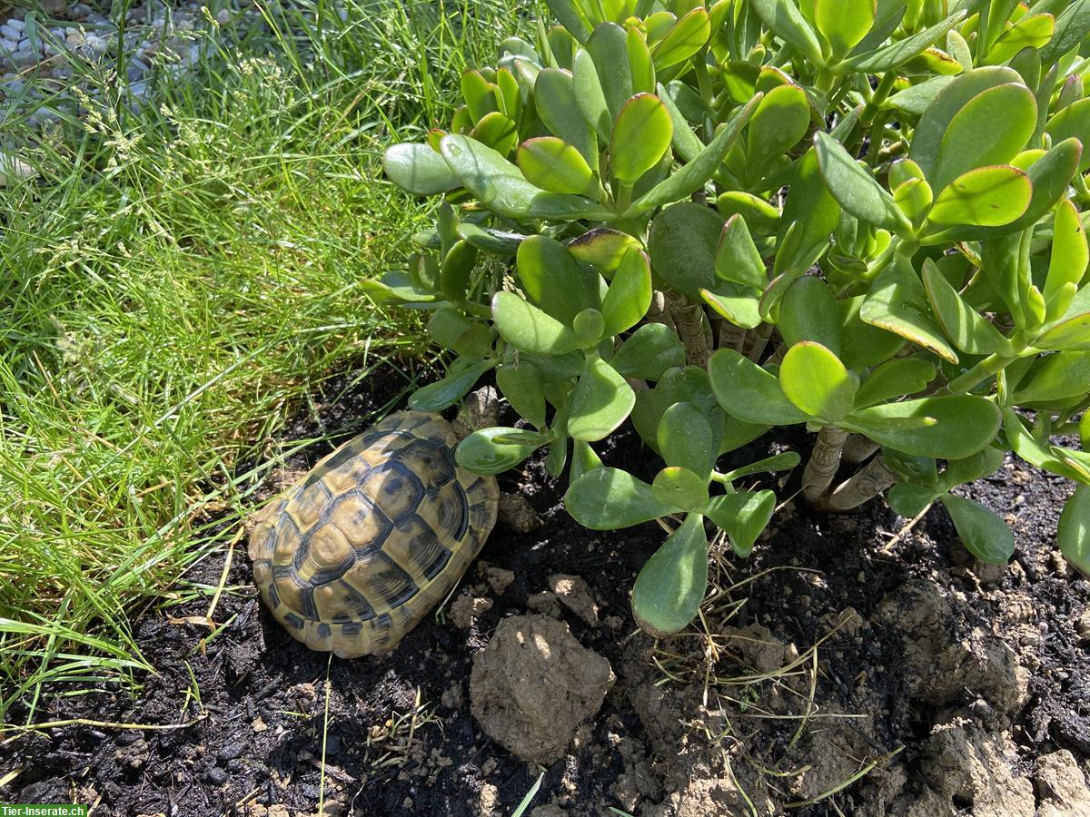 Bild 3: Griechische Landschildkröte, männlich, 12-jährig abzugeben