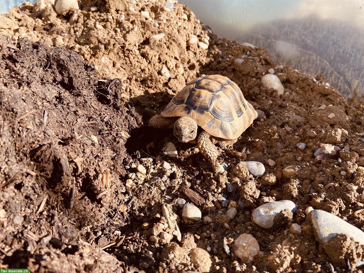 Bild 5: Griechische Landschildkröte, männlich, 12-jährig abzugeben