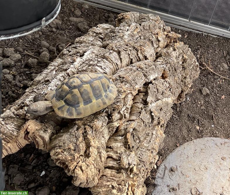 Bild 6: Griechische Landschildkröte, männlich, 12-jährig abzugeben