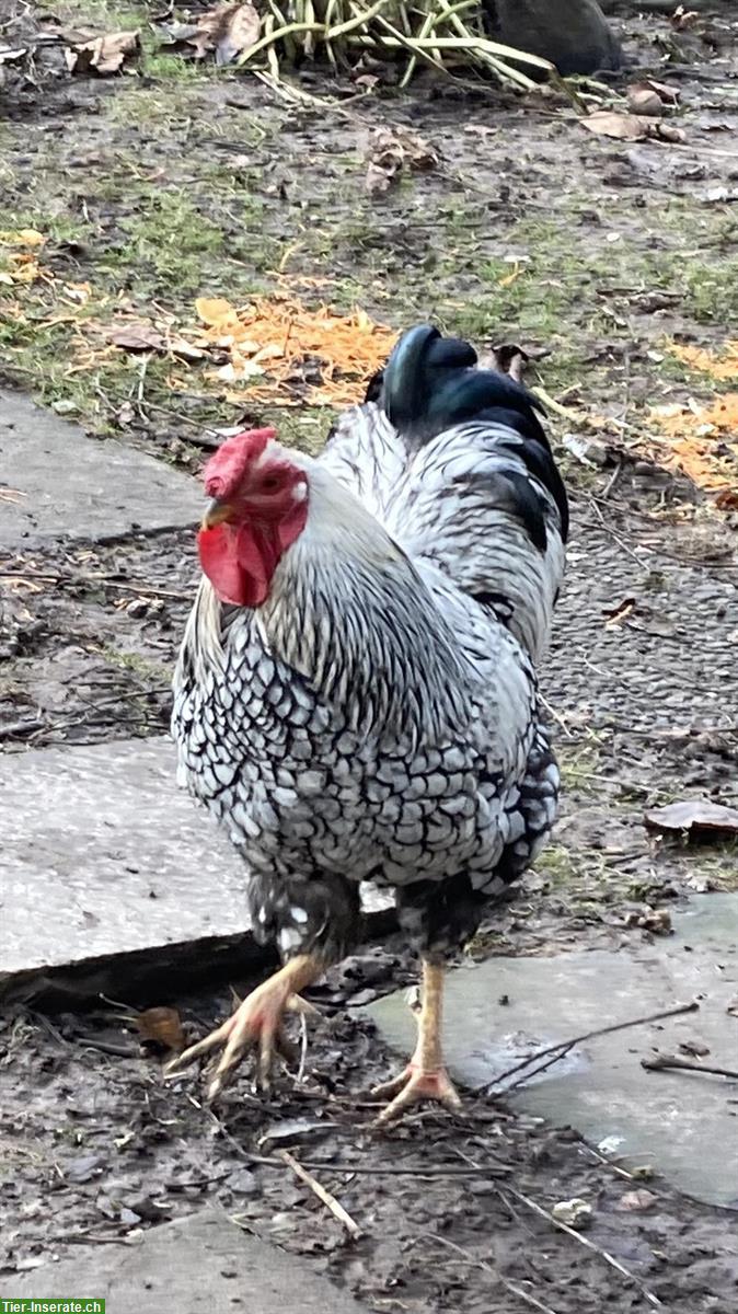 Bild 3: Schöner Wyandotten Hahn GRATIS abzugeben