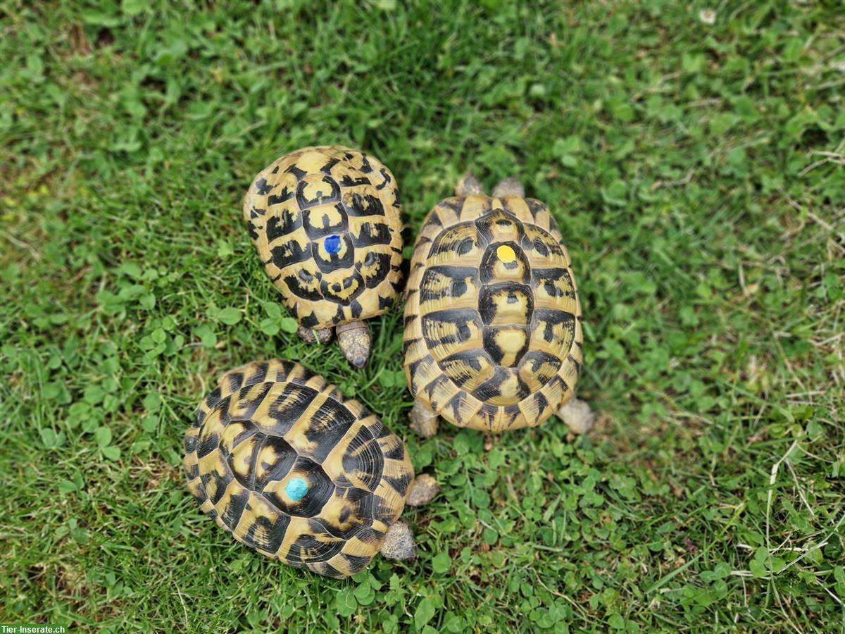 Griechische Landschildkröten, Gruppe, 1 männlich + 2 weiblich