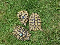 Griechische Landschildkröten, Gruppe, 1 männlich + 2 weiblich