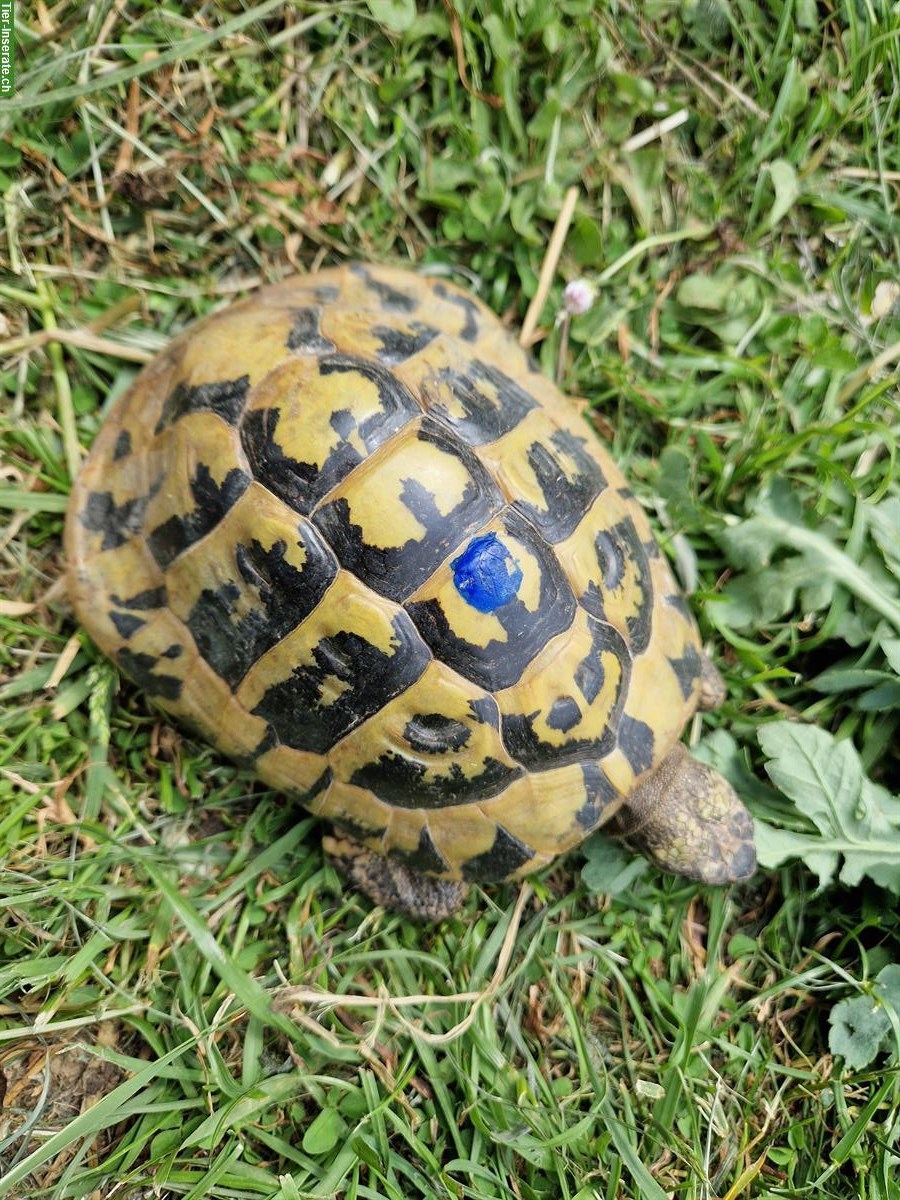 Bild 2: Griechische Landschildkröten, Gruppe, 1 männlich + 2 weiblich