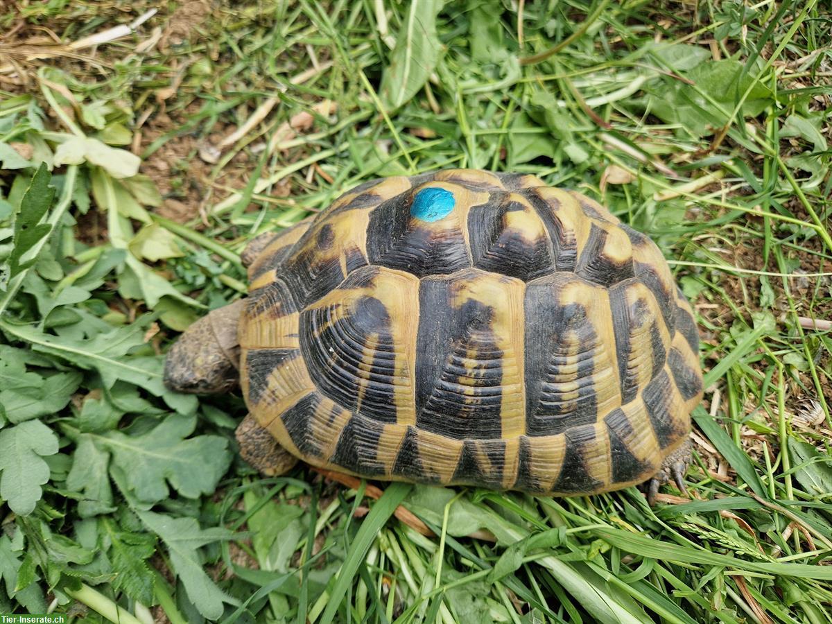 Bild 3: Griechische Landschildkröten, Gruppe, 1 männlich + 2 weiblich