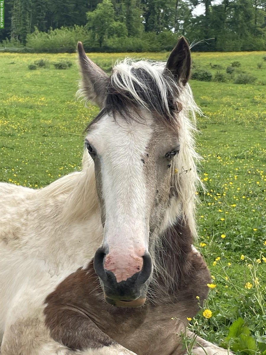 Irish Cob Hengst, Jährling, Buckskin Tobiano