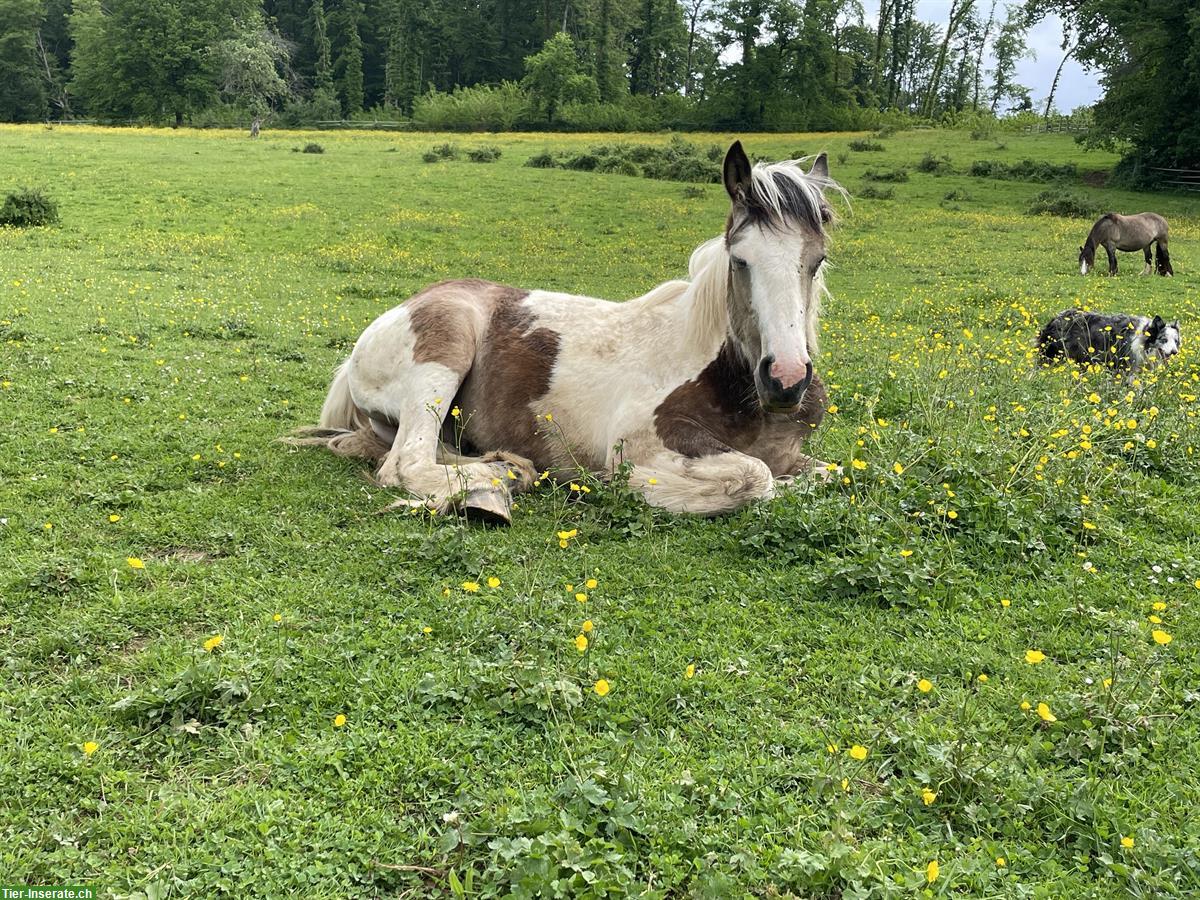 Bild 2: Irish Cob Hengst, Jährling, Buckskin Tobiano