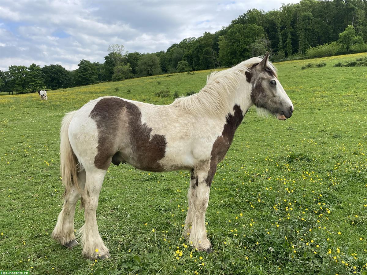 Bild 3: Irish Cob Hengst, Jährling, Buckskin Tobiano