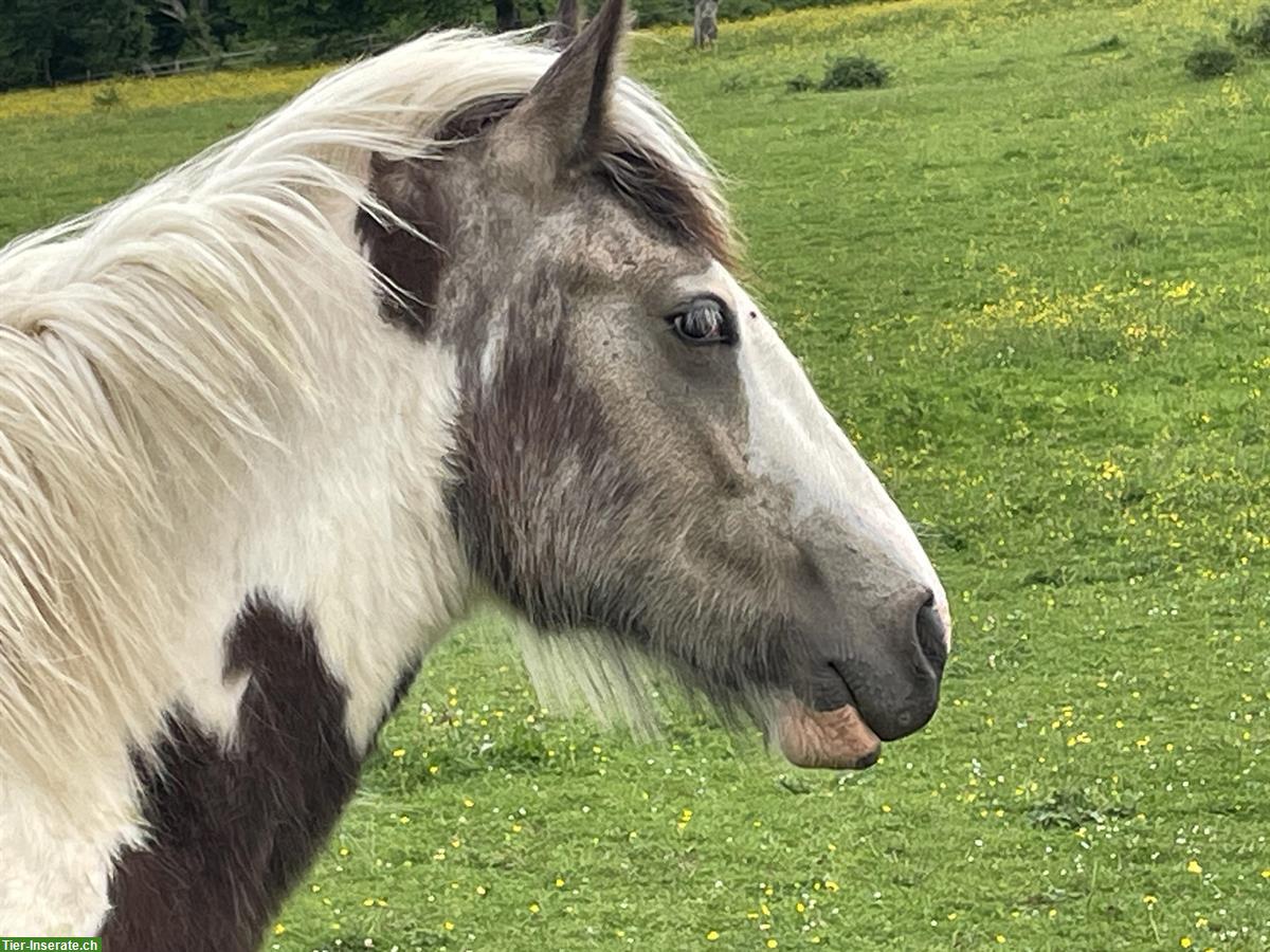 Bild 4: Irish Cob Hengst, Jährling, Buckskin Tobiano