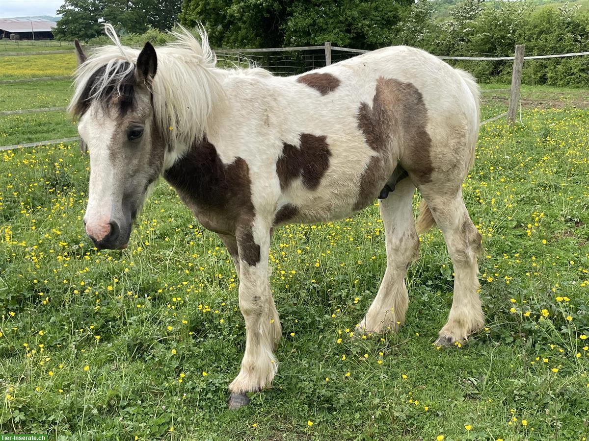 Bild 5: Irish Cob Hengst, Jährling, Buckskin Tobiano