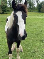Irish Cob Hengst, Jährling, Black Tobiano