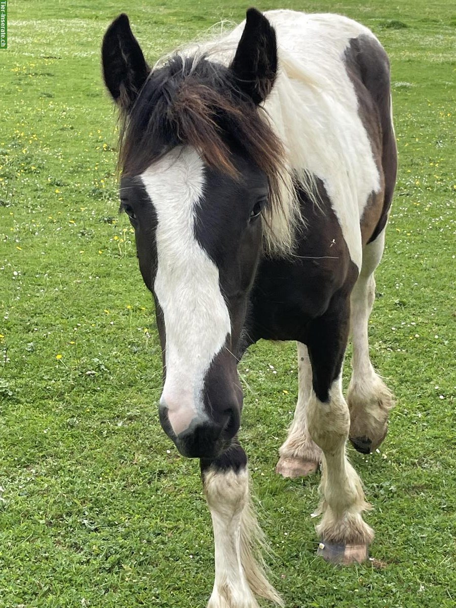 Bild 2: Irish Cob Hengst, Jährling, Black Tobiano