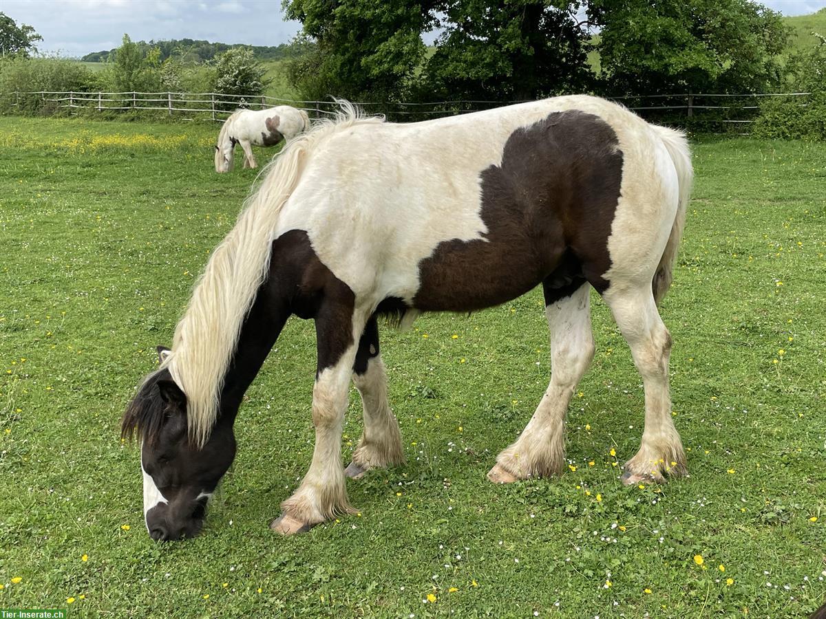 Bild 3: Irish Cob Hengst, Jährling, Black Tobiano