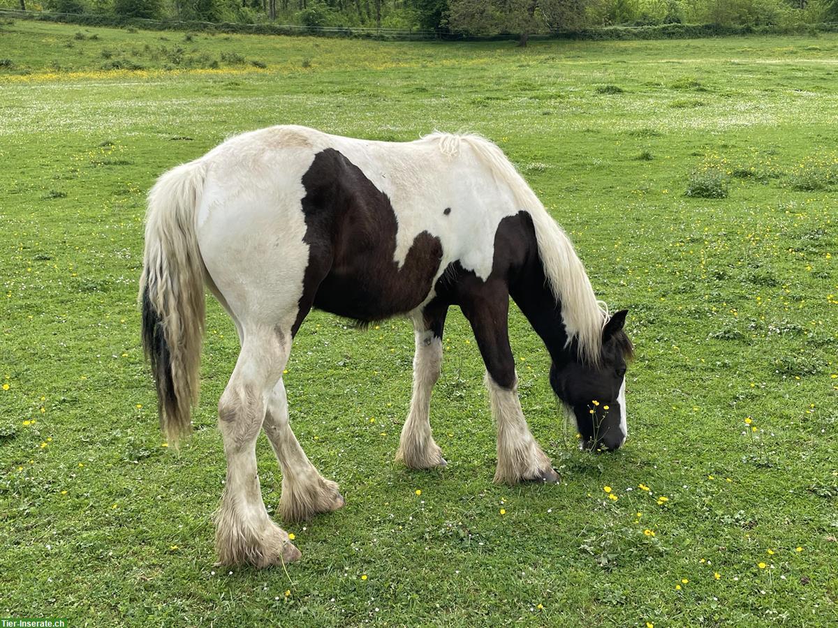 Bild 4: Irish Cob Hengst, Jährling, Black Tobiano
