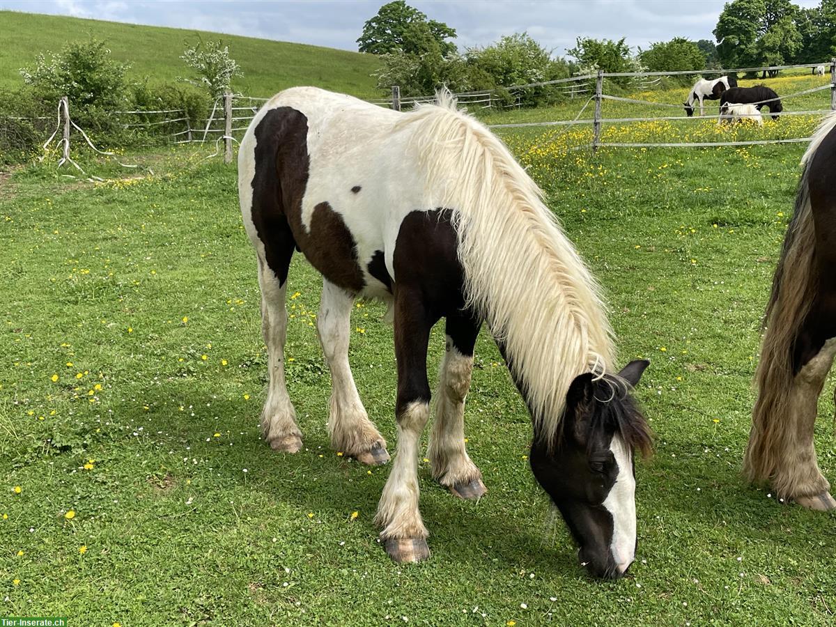 Bild 5: Irish Cob Hengst, Jährling, Black Tobiano