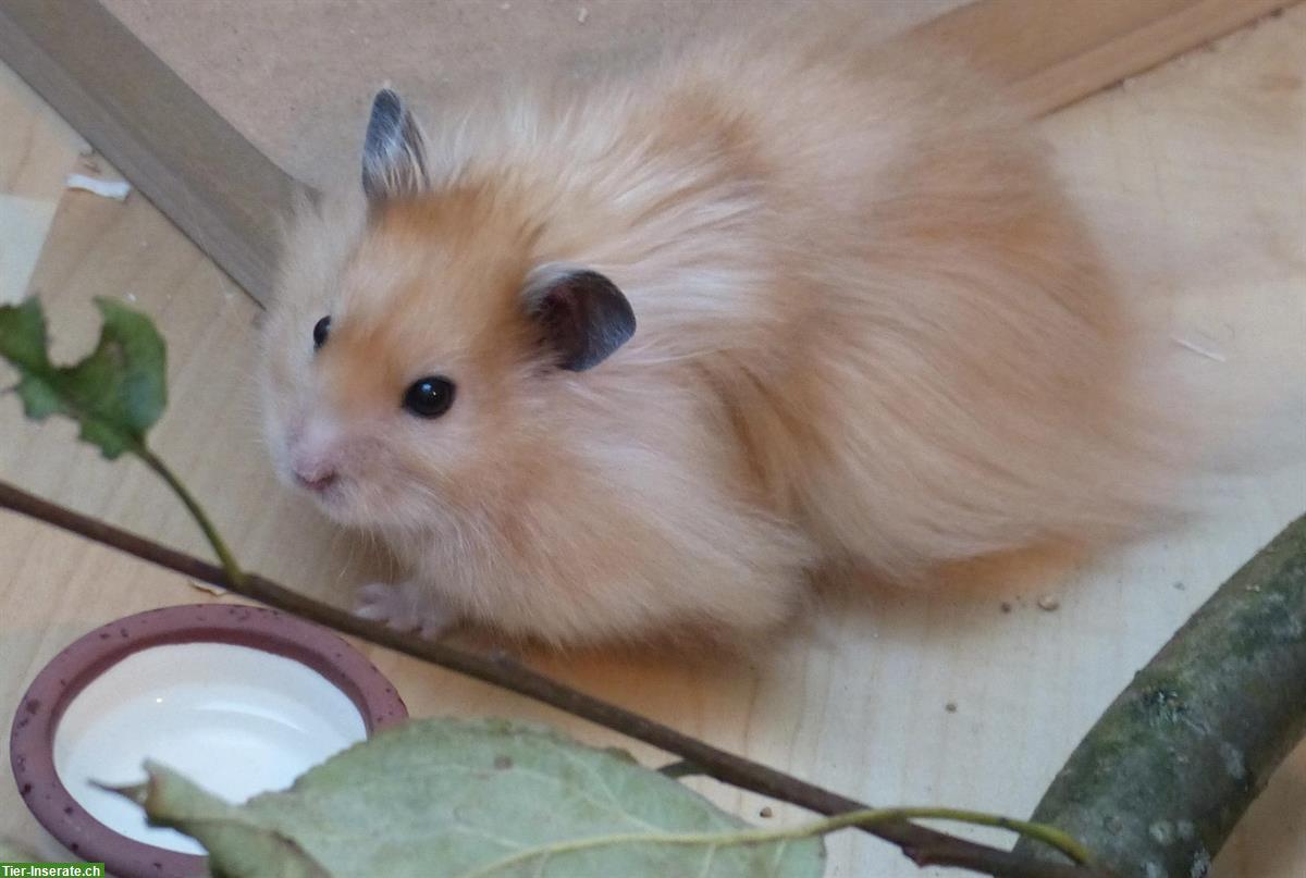 Teddyhamster Babys