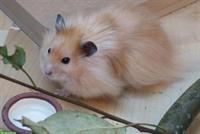 Teddyhamster Babys