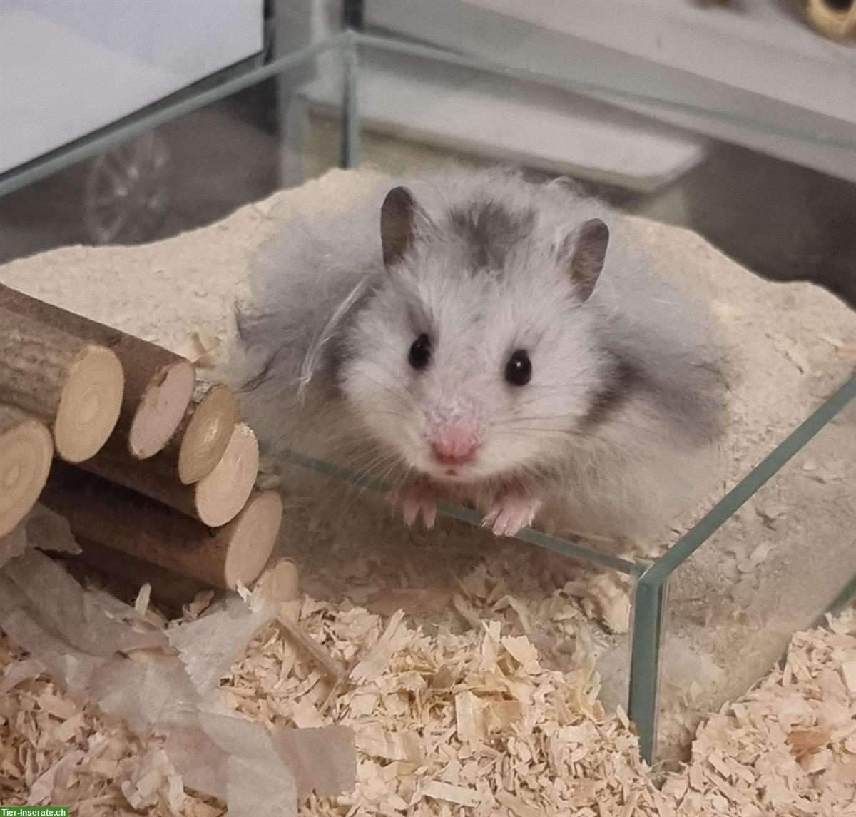Bild 2: Teddyhamster Babys