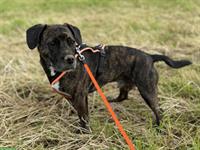 Hundeferienplatz gesucht für kastrierten Rüden