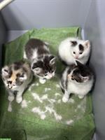 Junge Mix Katzenbabys, Britische Langhaar x Maine Coon