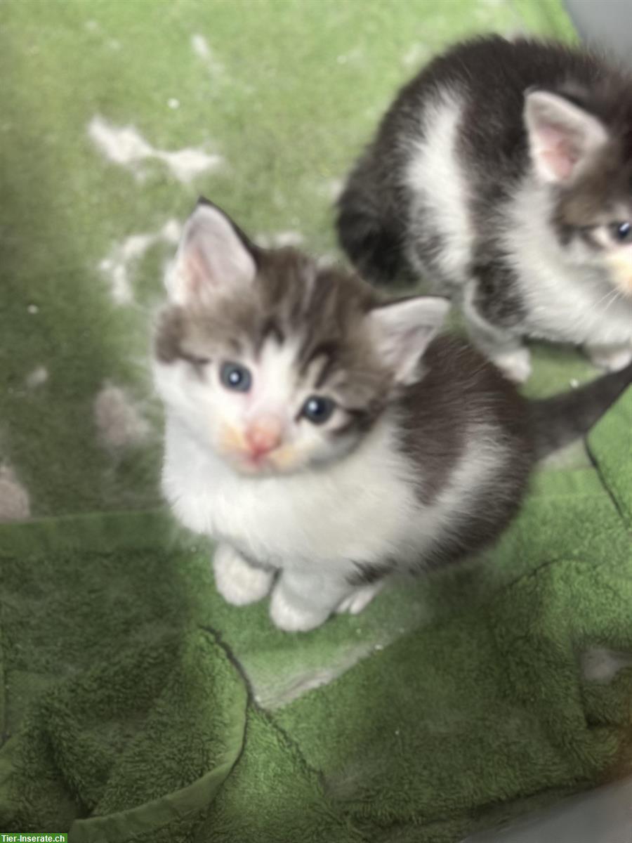 Bild 2: Junge Mix Katzenbabys, Britische Langhaar x Maine Coon
