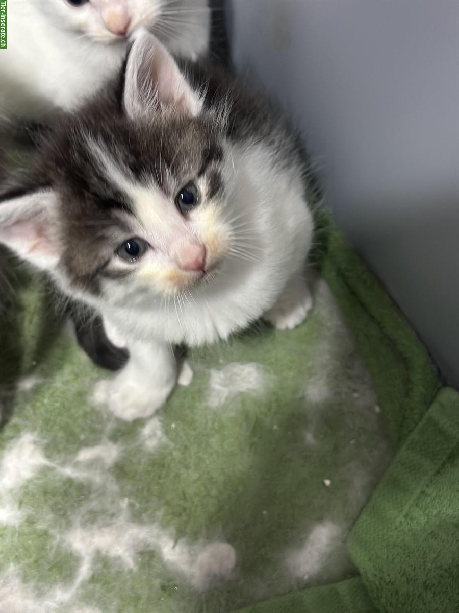 Bild 3: Junge Mix Katzenbabys, Britische Langhaar x Maine Coon