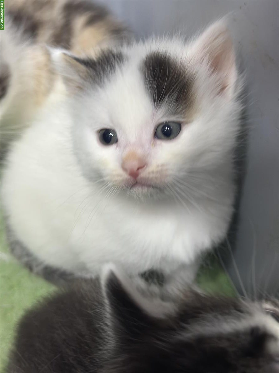 Bild 4: Junge Mix Katzenbabys, Britische Langhaar x Maine Coon