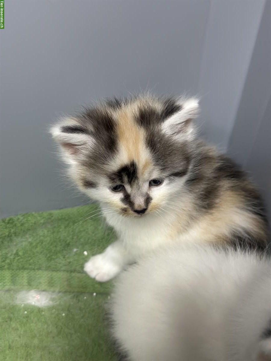 Bild 5: Junge Mix Katzenbabys, Britische Langhaar x Maine Coon