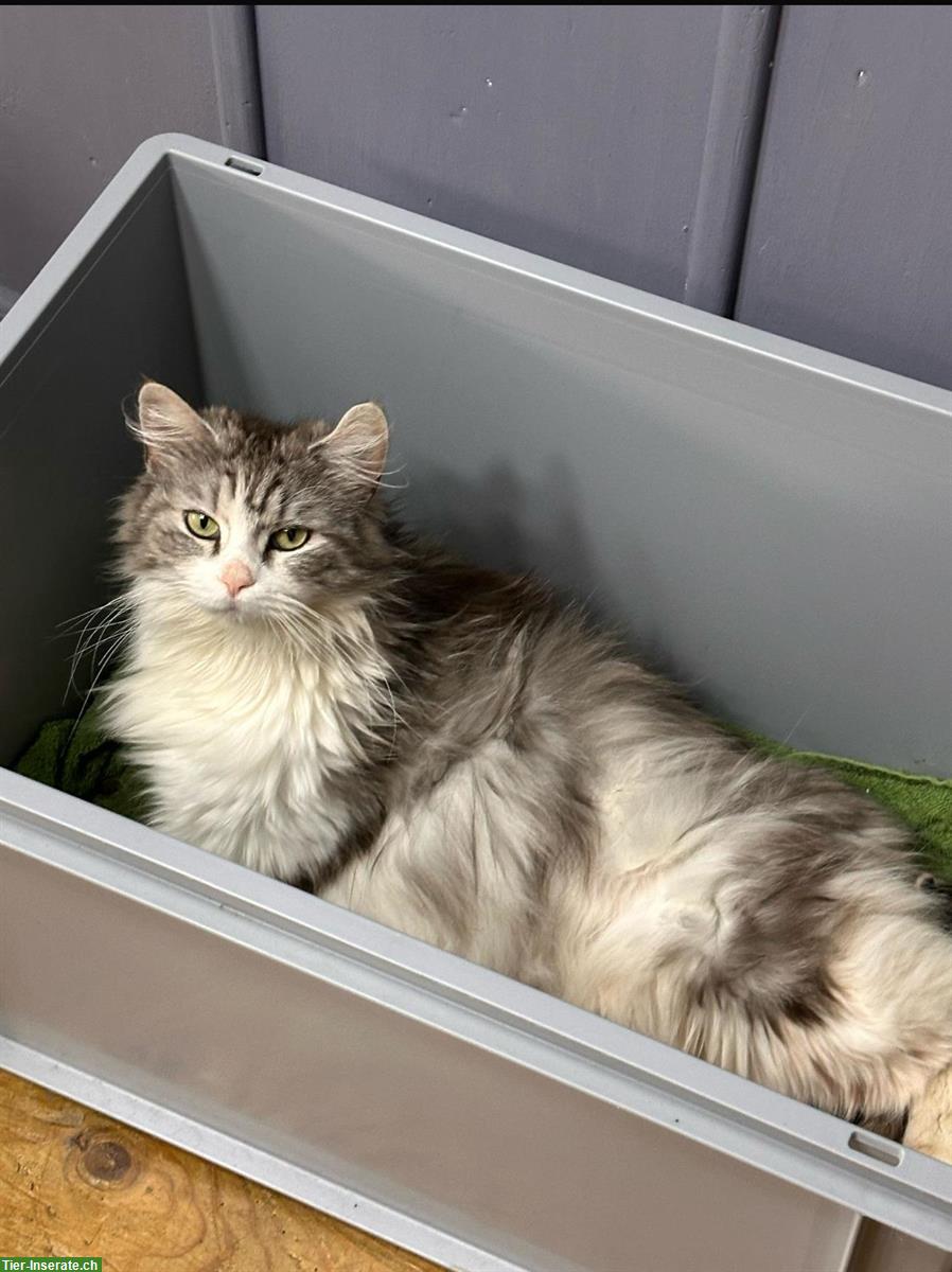 Bild 6: Junge Mix Katzenbabys, Britische Langhaar x Maine Coon