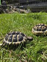 5 Griechische Landschildkröten abzugeben