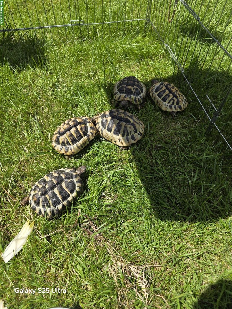 Bild 2: 5 Griechische Landschildkröten abzugeben