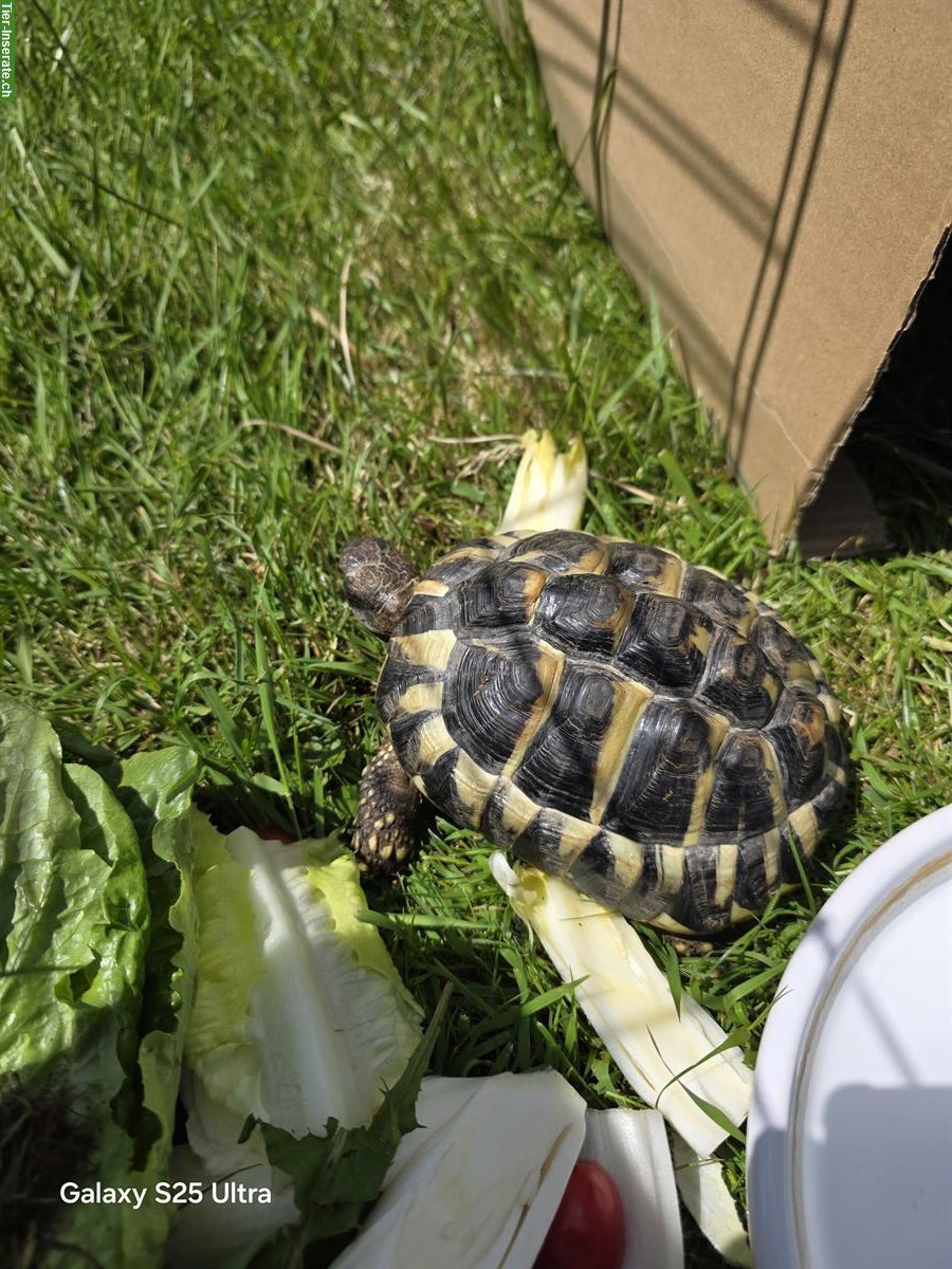 Bild 3: 5 Griechische Landschildkröten abzugeben