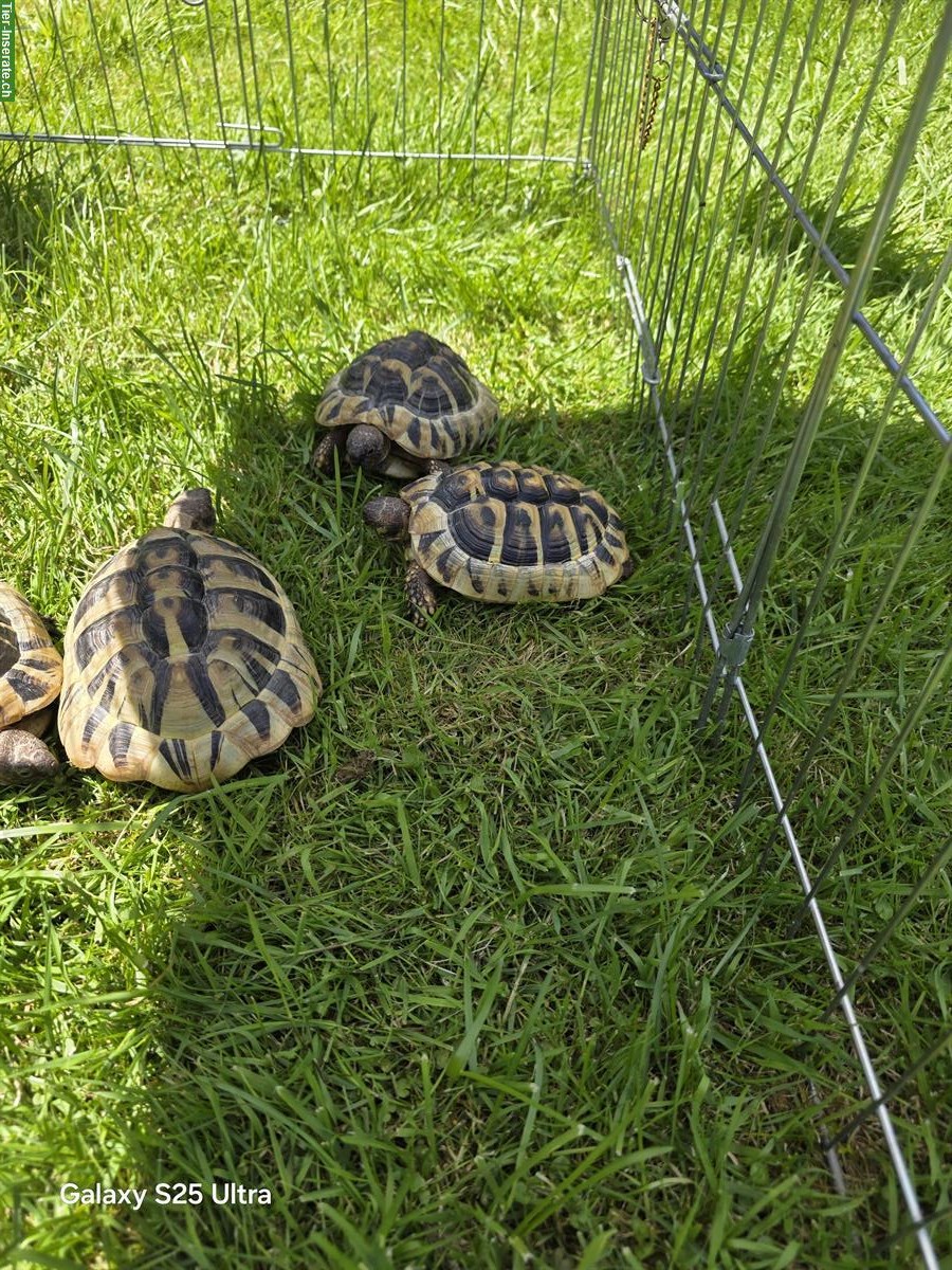 Bild 4: 5 Griechische Landschildkröten abzugeben