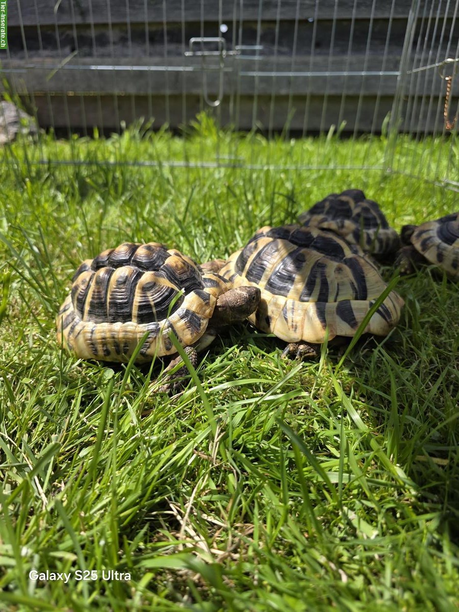 Bild 5: 5 Griechische Landschildkröten abzugeben