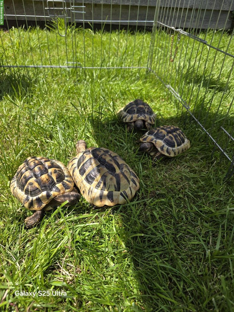 Bild 6: 5 Griechische Landschildkröten abzugeben