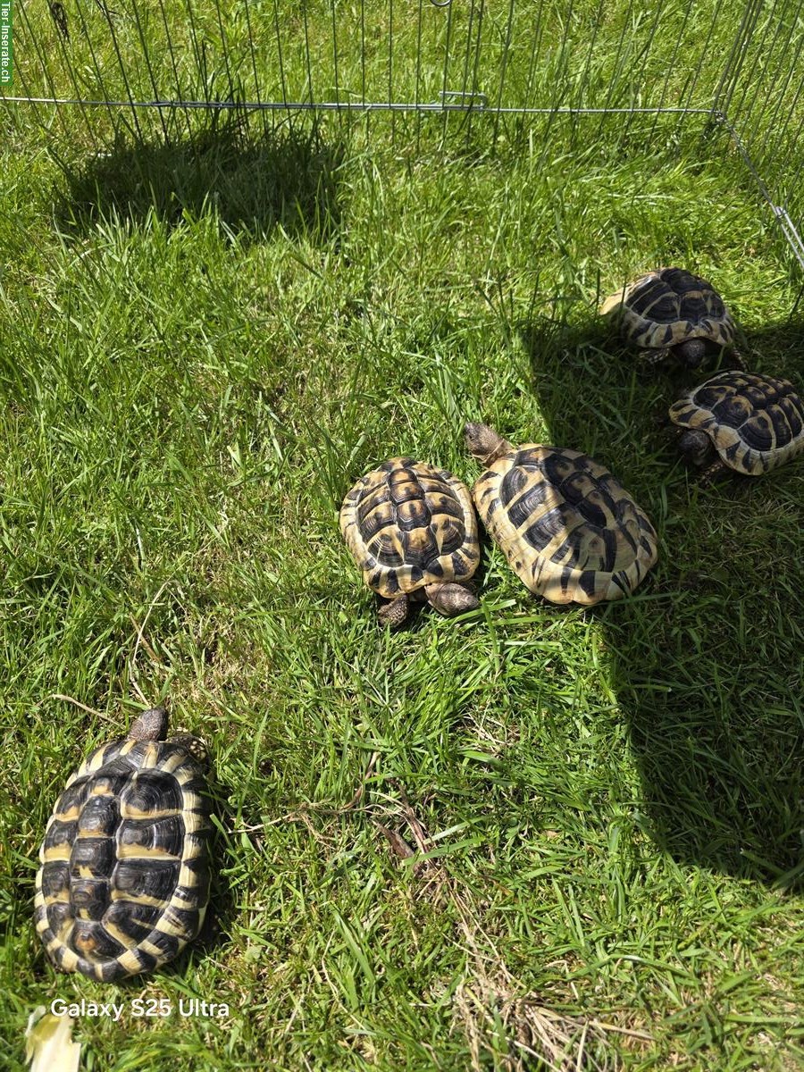 Bild 7: 5 Griechische Landschildkröten abzugeben