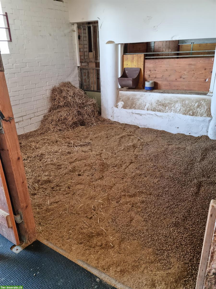 Bild 7: Boxe frei für Pferd bis 162cm - Uettligen BE