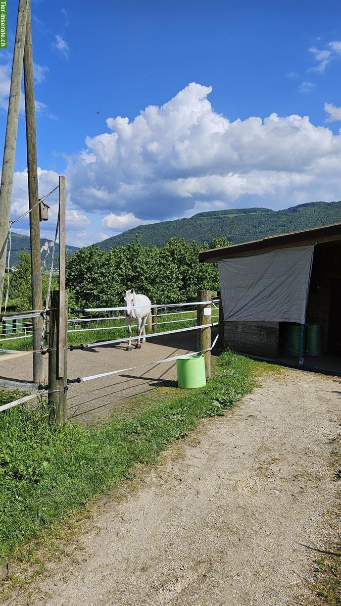 Gruppenhaltung (4 Pferde), Offenstall, 4712 Laupersdorf SO