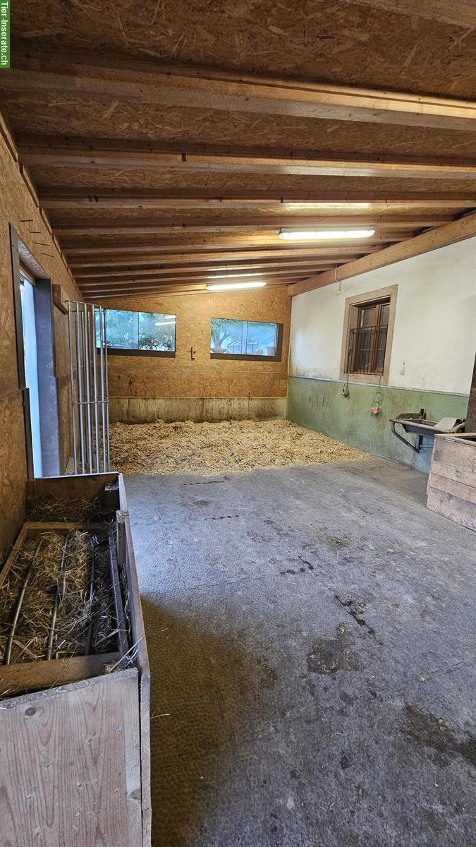 Bild 6: Gruppenhaltung (4 Pferde), Offenstall, 4712 Laupersdorf SO