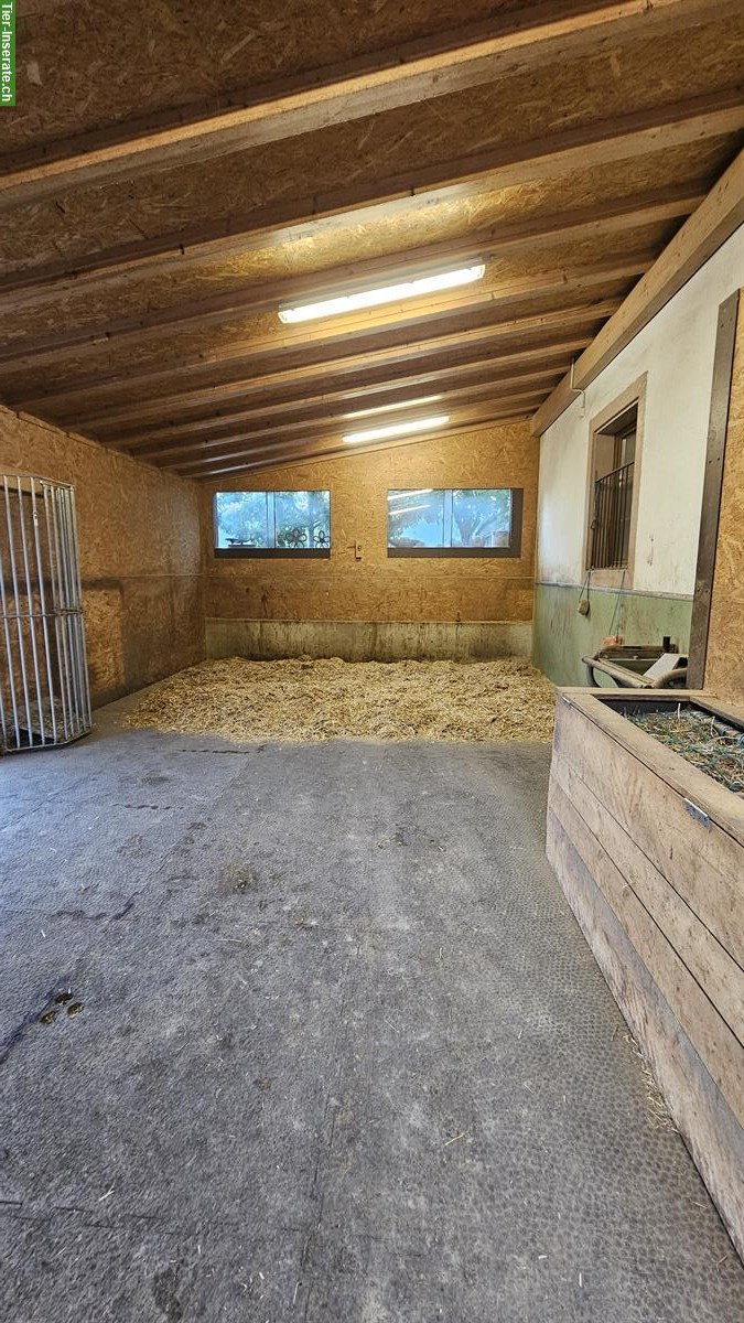 Bild 7: Gruppenhaltung (4 Pferde), Offenstall, 4712 Laupersdorf SO