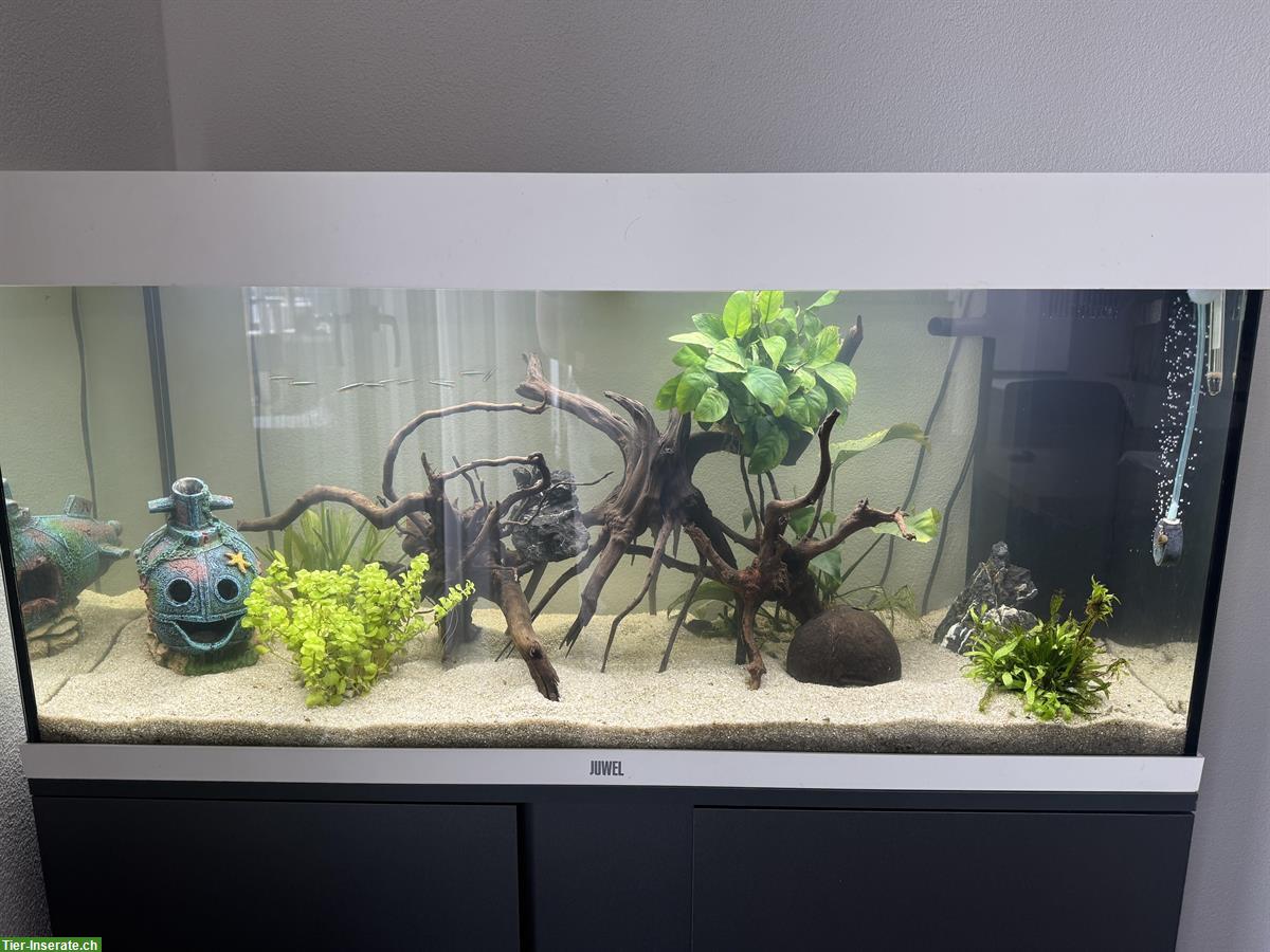 Bild 2: Juwel Aquarium Rio 180l LED mit Schrank + viel Zubehör