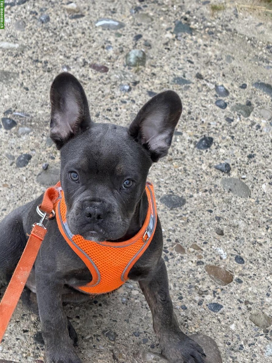 Französische Bulldogge Rüde, Welpen zu verkaufen