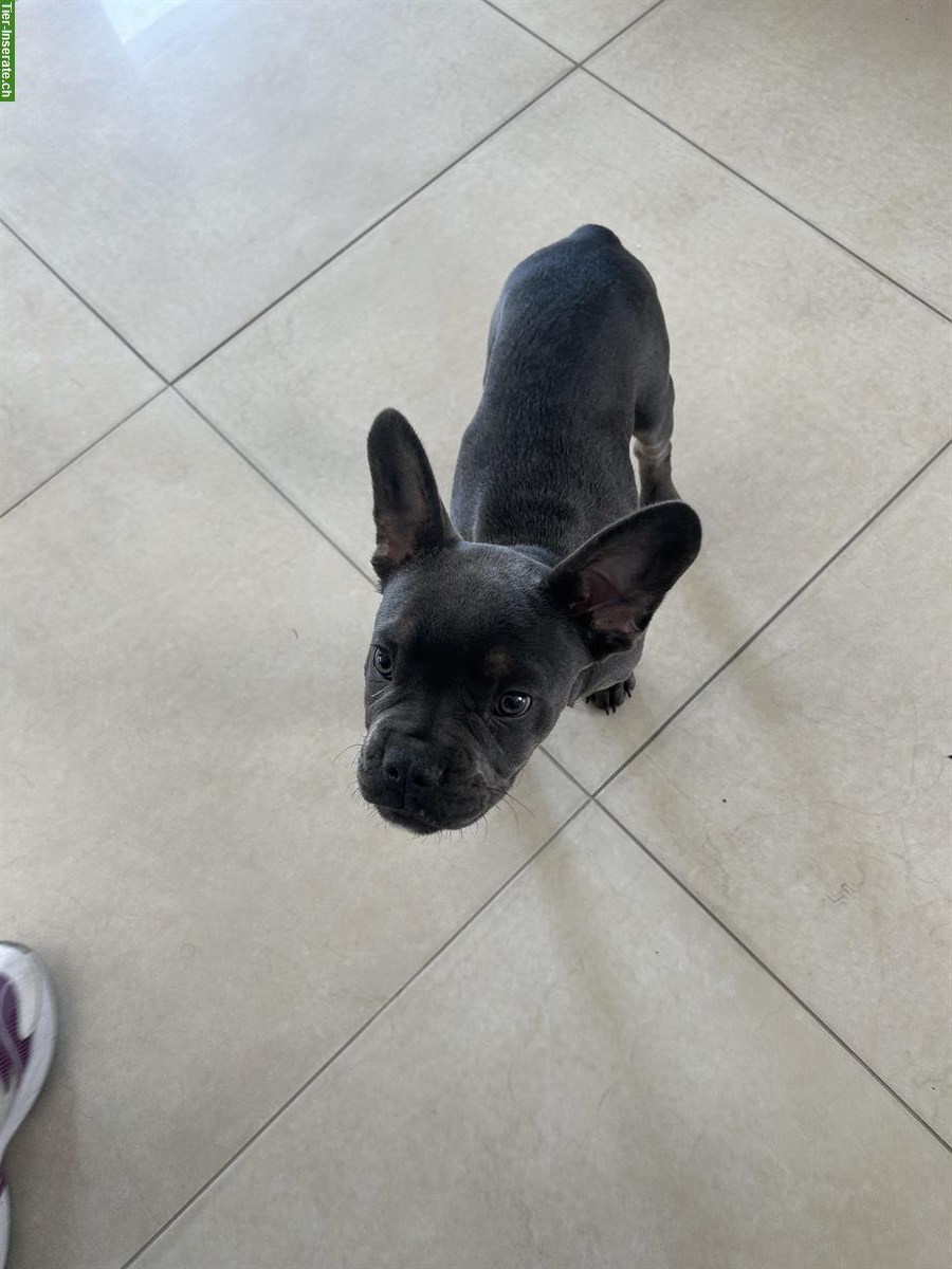 Bild 2: Französische Bulldogge Rüde, Welpen zu verkaufen