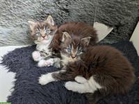 Reinrassige typvolle Maine Coon Katzenmädchen