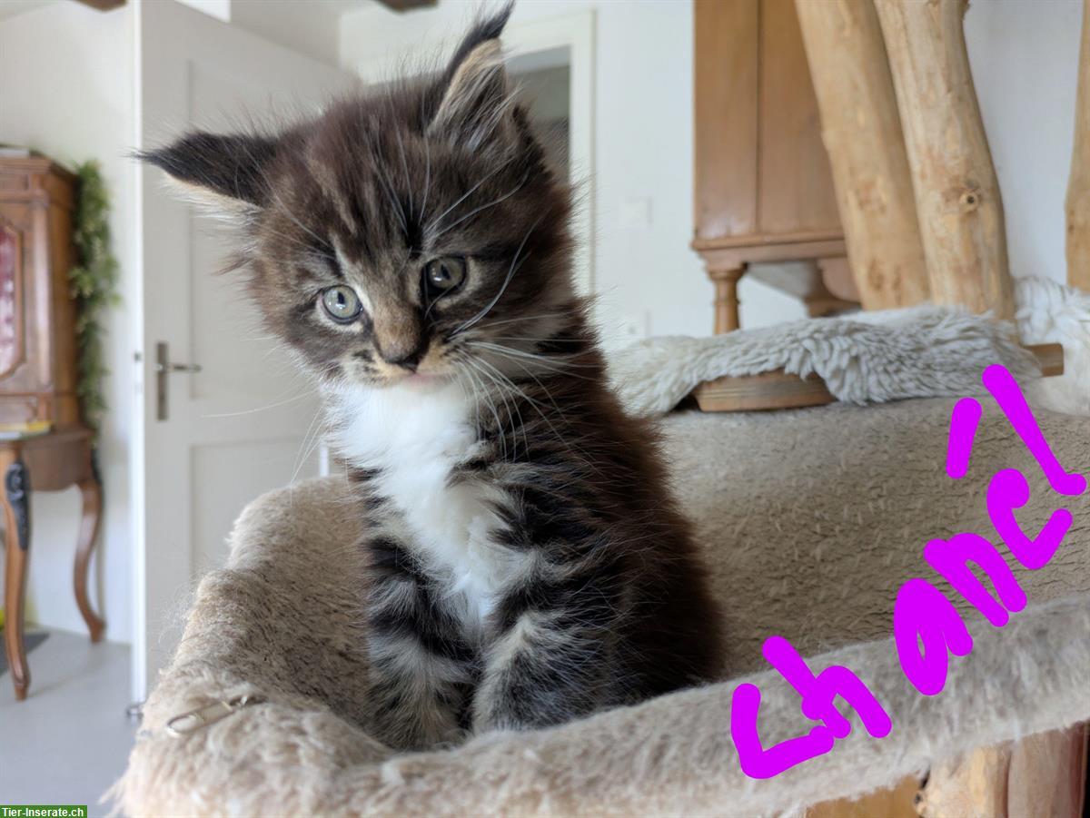 Bild 2: Reinrassige typvolle Maine Coon Katzenmädchen